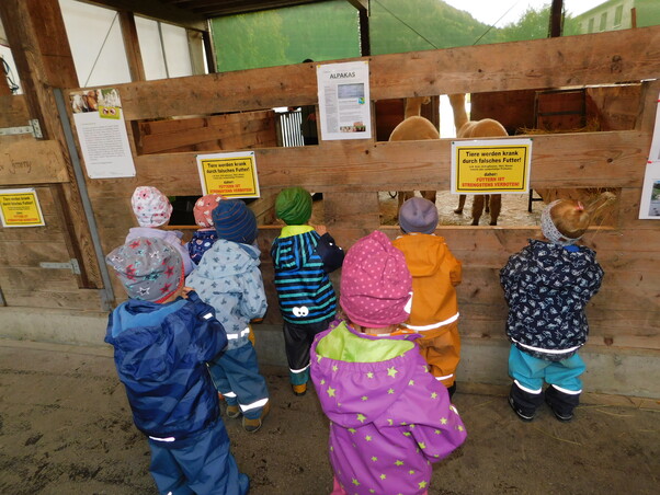 8 Kinder stehen vor einem Alpakastall. Im Stall sind 2 Alpakas