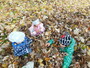 Ein großer Haufen voller Herbstblätter. 3 Kinder sitzen in dem Blätterhaufen.